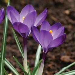 Tommasini's Ruby Giant Crocus 14 Tommasini's Ruby Giant Crocus -Cheap Plant & Flowers Store crocus tommasinianus bulbs ruby giant 39150 5 web