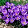 Remembrance Dutch Crocus 1 Remembrance Dutch Crocus -Cheap Plant & Flowers Store crocusremembrance4 1