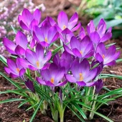 Tommasini's Ruby Giant Crocus 15 Tommasini's Ruby Giant Crocus -Cheap Plant & Flowers Store crocusrubygiant1 1