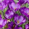 Tommasini's Ruby Giant Crocus -Cheap Plant & Flowers Store crocusrubygiant 5