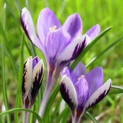 Spring Beauty Snow Crocus 7 Spring Beauty Snow Crocus -Cheap Plant & Flowers Store crocusspringbeauty1