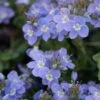 Crystal River® Veronica -Cheap Plant & Flowers Store crystal river veronica