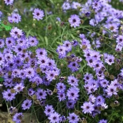 Cupid's Dart (Catanache) -Cheap Plant & Flowers Store cupids dart catananche caerulea garden