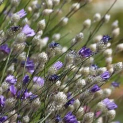 Cupid's Dart (Catanache) -Cheap Plant & Flowers Store cupids dart catananche caerulea garden before bloom