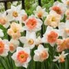 60 Days Of Daffodils Mix -Cheap Plant & Flowers Store daffodil mix web