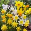 Rock Garden Daffodil Mix -Cheap Plant & Flowers Store daffodil narcissus rock garden mixture