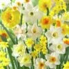 Fragrant Daffodil Mix 2 Fragrant Daffodil Mix -Cheap Plant & Flowers Store daffodilfragrantmix