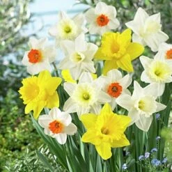 Large Cupped Daffodil Mix -Cheap Plant & Flowers Store daffodillargecuppedmix5