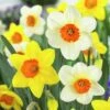 Large Cupped Daffodil Mix -Cheap Plant & Flowers Store daffodillargecuppedmix6