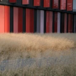 Gold Dew Tufted Hair Grass -Cheap Plant & Flowers Store deschampsia cespitosa goldtau hoffman cropped 1 2