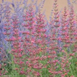Desert Sunrise® Agastache 9 Desert Sunrise® Agastache -Cheap Plant & Flowers Store desert sunrise agastache close up