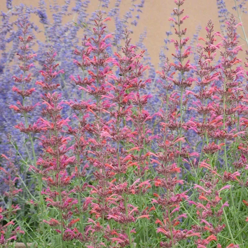 Desert Sunrise® Agastache 6 Desert Sunrise® Agastache - Image 4