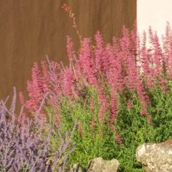 Desert Sunrise® Agastache 8 Desert Sunrise® Agastache -Cheap Plant & Flowers Store desert sunrise agastache rock garden