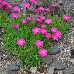 Kahori Pink® Dianthus -Cheap Plant & Flowers Store dianthus kahor pink