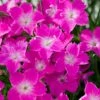 Kahori Pink® Dianthus -Cheap Plant & Flowers Store dianthus kahori close up