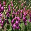 Spanish Peaks® Foxglove -Cheap Plant & Flowers Store digitalis thapsi pat.hayward plant select cropped