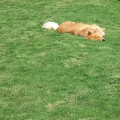 Dog Tuff™ Grass Plugs -Cheap Plant & Flowers Store dog tuff grass hblb870 with dog