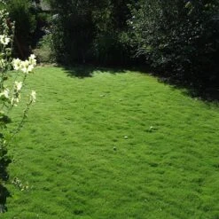 Dog Tuff™ Grass Plugs -Cheap Plant & Flowers Store dog tuff grass plug lawn