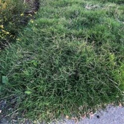 Dog Tuff™ Grass Plugs -Cheap Plant & Flowers Store dog tuff grass plugs close