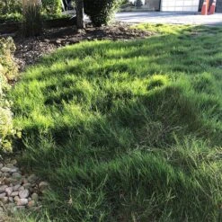 Dog Tuff™ Grass Plugs -Cheap Plant & Flowers Store dog tuff grass plugs dog friendly grass