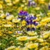 Native Dry Area Wildflower Seed Mix 2 Native Dry Area Wildflower Seed Mix -Cheap Plant & Flowers Store dry area native mix wildflowers meadow