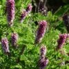 Dwarf Leadplant (Amorpha) -Cheap Plant & Flowers Store dwarf leadplant amorpha amorpha nana flowers
