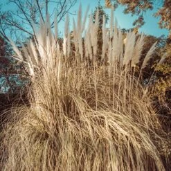 Dwarf Pampas Grass -Cheap Plant & Flowers Store dwarf pampas grass winter