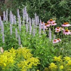 Blue Fortune Agastache -Cheap Plant & Flowers Store echinacea purpurea agastache blue fortune solidago