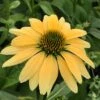 Mellow Yellows Echinacea 2 Mellow Yellows Echinacea -Cheap Plant & Flowers Store echinacea purpurea mellow yellow