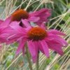 Ruby Star Echinacea -Cheap Plant & Flowers Store echinacea purpurea rubinstern close up
