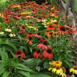 Cheyenne Spirit Echinacea -Cheap Plant & Flowers Store echinacea cheyenne spirit hbl8jxx