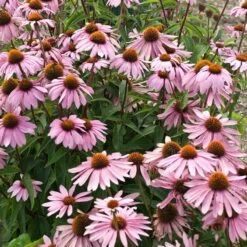 Magnus Echinacea -Cheap Plant & Flowers Store echinacea magnus garden flowers 1