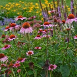 Magnus Echinacea -Cheap Plant & Flowers Store echinacea magnus garden 1