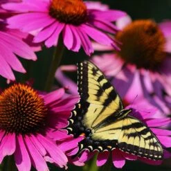 Ruby Star Echinacea -Cheap Plant & Flowers Store echinacea purpurea rubinstern ruby star coneflower pollinator