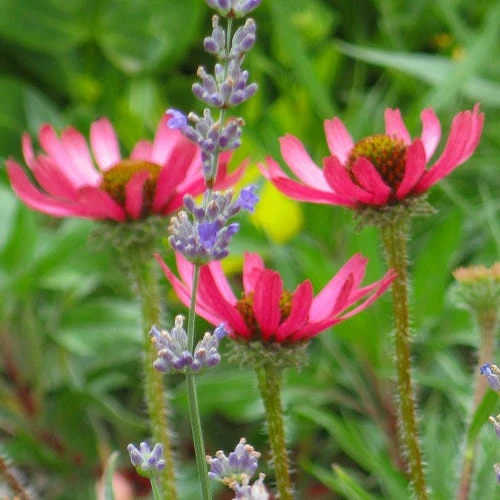 Rocky Top Echinacea 3 Rocky Top Echinacea