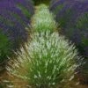 Edelweiss Lavender 1 Edelweiss Lavender -Cheap Plant & Flowers Store edelweiss lavender garden meadow 1