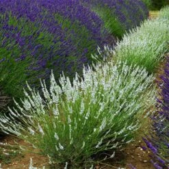 Edelweiss Lavender -Cheap Plant & Flowers Store edelweiss lavender pale lavender spikes 1
