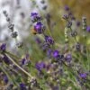 Buena Vista English Lavender -Cheap Plant & Flowers Store emmis oure lavandula buena vista flower