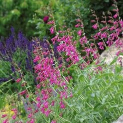 Coconino County Desert Penstemon 17 Coconino County Desert Penstemon -Cheap Plant & Flowers Store emmis oure penstemon coconino county 3 cropped 1