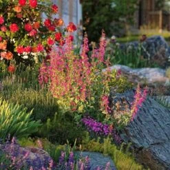 Coconino County Desert Penstemon 12 Coconino County Desert Penstemon -Cheap Plant & Flowers Store emmis oure penstemon coconino county 6 cropped 1