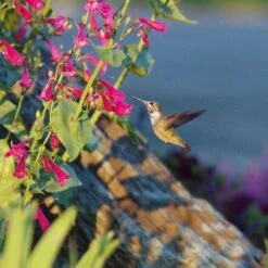 Coconino County Desert Penstemon 11 Coconino County Desert Penstemon -Cheap Plant & Flowers Store emmis oure penstemon coconino county with hummingbird cropped 1