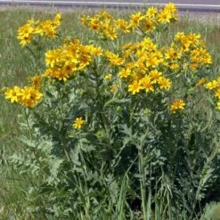 Engelmann's Daisy (Engelmannia) 8 Engelmann's Daisy (Engelmannia) -Cheap Plant & Flowers Store engelmannia texas roadway pgh 1