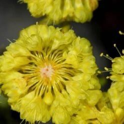 Kannah Creek® Sulphur Buckwheat 9 Kannah Creek® Sulphur Buckwheat -Cheap Plant & Flowers Store eriogonum umbellatum sulphurflower buckwheat 1