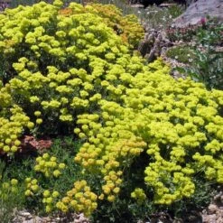 Kannah Creek® Sulphur Buckwheat 8 Kannah Creek® Sulphur Buckwheat -Cheap Plant & Flowers Store eriogonum umbellatum v aureum kanah creek 49695 1