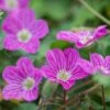 Bishop's Form Heronsbill (Erodium) -Cheap Plant & Flowers Store erodium bishops form 1