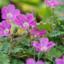 Bishop's Form Heronsbill (Erodium) -Cheap Plant & Flowers Store erodium bishops form 3