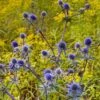 Blue Glitter Sea Holly (Eryngium) -Cheap Plant & Flowers Store eryngium blue glitter web