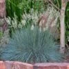 Siskiyou Blue Fescue Grass 2 Siskiyou Blue Fescue Grass -Cheap Plant & Flowers Store festuca idahoensis siskiyou blue 4