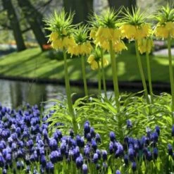 Yellow Crown Imperial -Cheap Plant & Flowers Store fritallarialutea 1