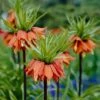 Red Crown Imperial 1 Red Crown Imperial -Cheap Plant & Flowers Store fritillariared 1